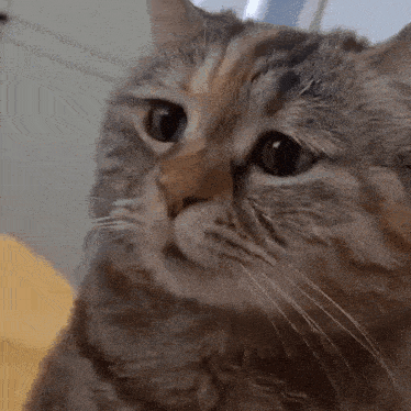 gato llorando