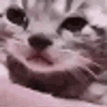 gato llorando